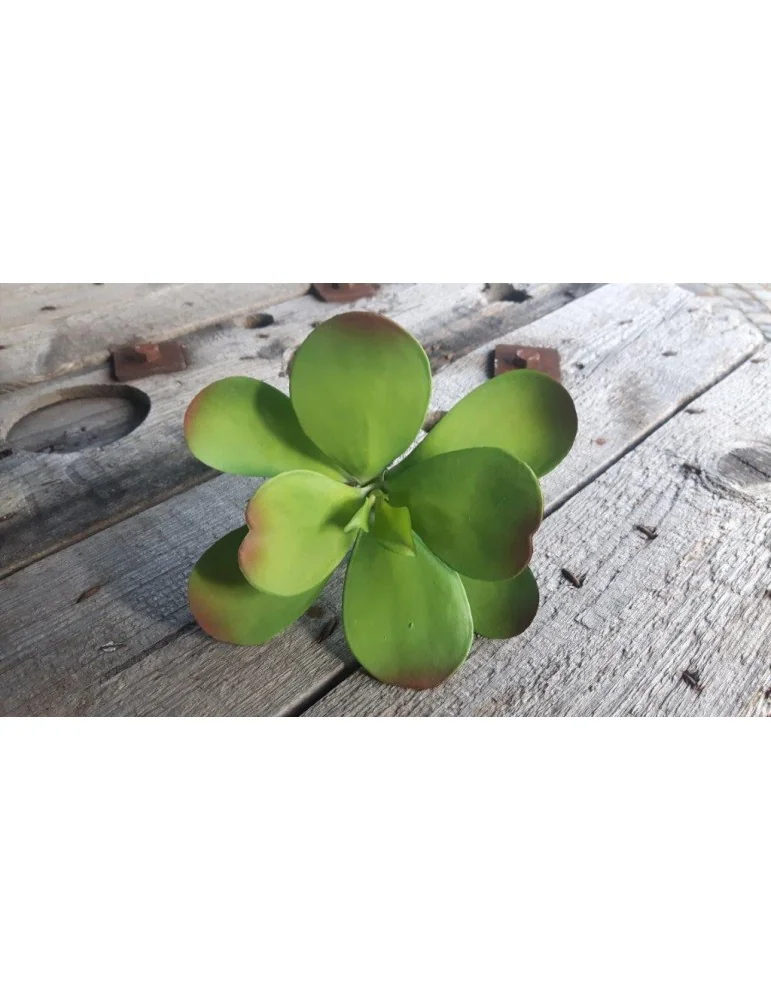Kunst Sukkulente Deko Kunststoff grün green 130855