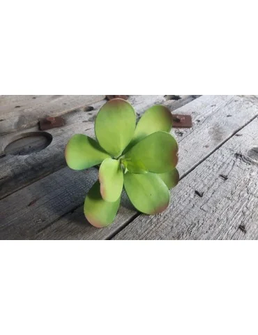Kunst Sukkulente Deko Kunststoff grün green 130855