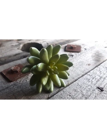 Kunst Sukkulente Deko Kunststoff grün green 130886